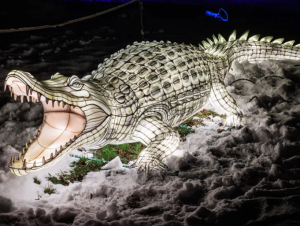 Crocodile